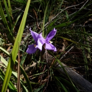 Patersonia sericea var. sericea at Boro, NSW - suppressed