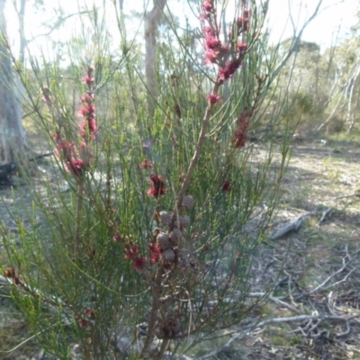 Allocasuarina paludosa (Swamp She-oak) at Boro, NSW - 3 Sep 2021 by Paul4K