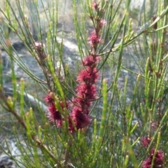 Allocasuarina paludosa at Boro, NSW - 3 Sep 2021