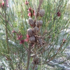 Allocasuarina paludosa at Boro, NSW - 3 Sep 2021