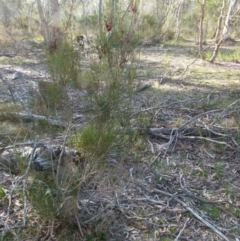 Allocasuarina paludosa at Boro, NSW - 3 Sep 2021