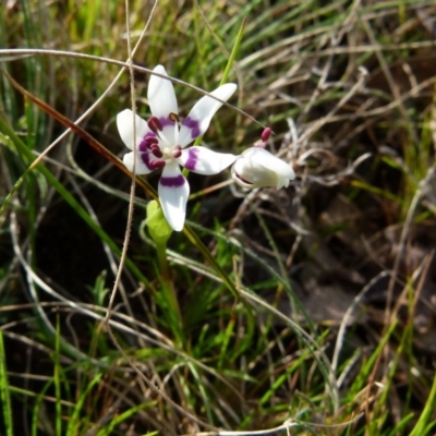 Wurmbea dioica subsp. dioica (Early Nancy) at Boro, NSW - 3 Sep 2021 by Paul4K