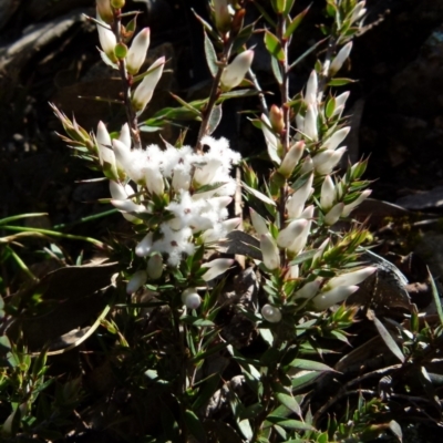 Styphelia ericoides (Pink Beard-Heath) at Boro, NSW - 3 Sep 2021 by Paul4K