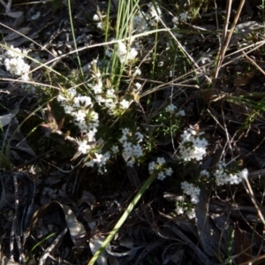 Styphelia ericoides at Boro, NSW - suppressed