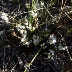 Leucopogon ericoides at Boro, NSW - 3 Sep 2021