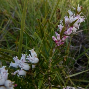 Lissanthe strigosa subsp. subulata at Boro, NSW - 3 Sep 2021