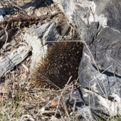 Tachyglossus aculeatus (Short-beaked Echidna) at QPRC LGA - 2 Sep 2021 by Paul4K