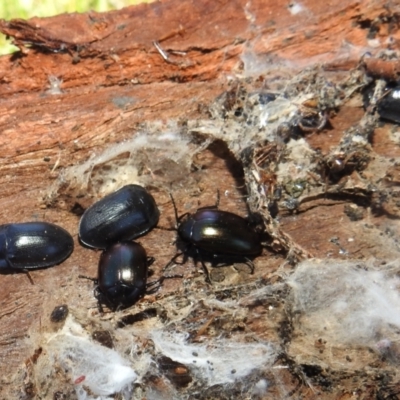 Unidentified Beetle (Coleoptera) at Lions Youth Haven - Westwood Farm A.C.T. - 2 Sep 2021 by HelenCross