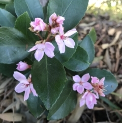 Unidentified Plant at Evans Head, NSW - 4 Sep 2021 by AliClaw