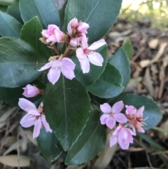Unidentified Plant (TBC) at Evans Head, NSW - 4 Sep 2021 by AliClaw