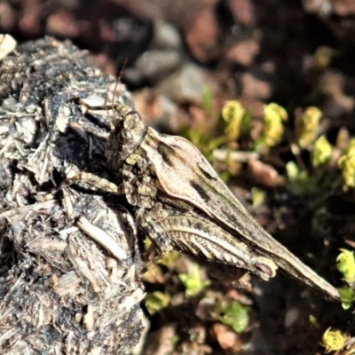 Tetrigidae (family) (Pygmy grasshopper) at Aranda Bushland - 1 Sep 2021 by CathB