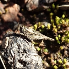 Tetrigidae (family) at Holt, ACT - 1 Sep 2021