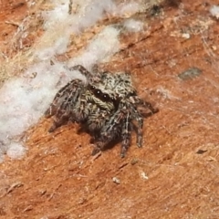 Servaea incana (Hoary Servaea) at Lions Youth Haven - Westwood Farm A.C.T. - 2 Sep 2021 by HelenCross