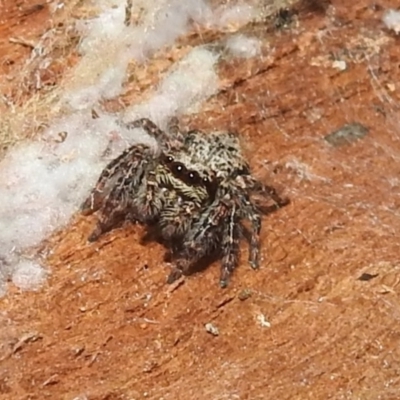 Servaea incana (Hoary Servaea) at Kambah, ACT - 2 Sep 2021 by HelenCross