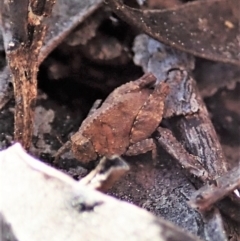 Tetrigidae (family) (Pygmy grasshopper) at Holt, ACT - 1 Sep 2021 by CathB