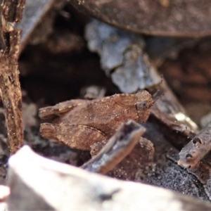 Tetrigidae (family) at Holt, ACT - 1 Sep 2021 02:36 PM