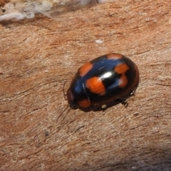 Paropsisterna beata (Blessed Leaf Beetle) at Kambah, ACT - 2 Sep 2021 by HelenCross