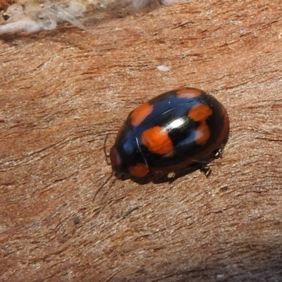 Paropsisterna beata (Blessed Leaf Beetle) at Lions Youth Haven - Westwood Farm A.C.T. - 2 Sep 2021 by HelenCross