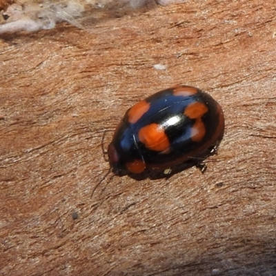 Paropsisterna beata (Blessed Leaf Beetle) at Kambah, ACT - 2 Sep 2021 by HelenCross