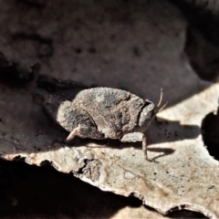 Tetrigidae (family) (Pygmy grasshopper) at Holt, ACT - 1 Sep 2021 by CathB