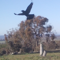 Corvus coronoides (Australian Raven) at Gundaroo, NSW - 4 May 2020 by Gunyijan