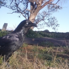 Corvus coronoides at Gundaroo, NSW - 5 May 2020