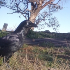 Corvus coronoides at Gundaroo, NSW - 5 May 2020 09:11 AM