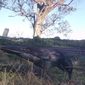 Corvus coronoides at Gundaroo, NSW - 5 May 2020 09:11 AM