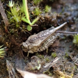 Tetrigidae (family) at Cook, ACT - 2 Sep 2021