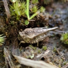 Tetrigidae (family) at Cook, ACT - 2 Sep 2021