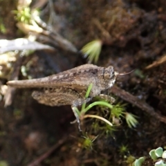 Tetrigidae (family) at Cook, ACT - 2 Sep 2021