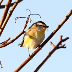 Pardalotus striatus (Striated Pardalote) at Throsby, ACT - 1 Sep 2021 by davobj