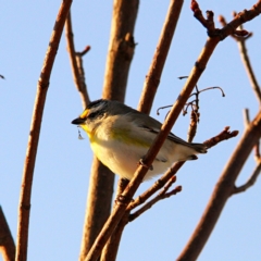 Pardalotus striatus at Throsby, ACT - suppressed