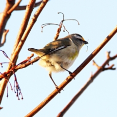 Pardalotus striatus at Throsby, ACT - suppressed