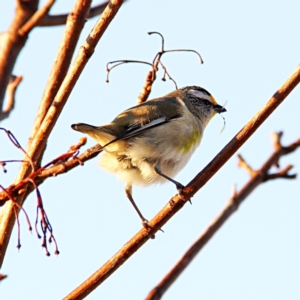 Pardalotus striatus at Throsby, ACT - 2 Sep 2021