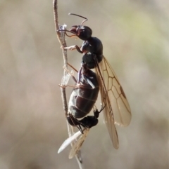 Iridomyrmex purpureus (Meat Ant) at Mount Painter - 1 Sep 2021 by CathB