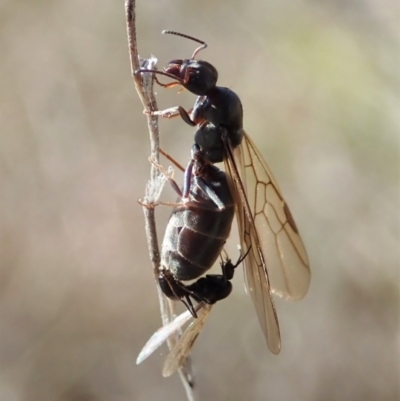Iridomyrmex purpureus (Meat Ant) at Mount Painter - 1 Sep 2021 by CathB