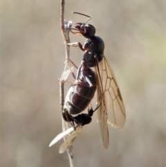 Iridomyrmex sp. (genus) at Cook, ACT - 1 Sep 2021