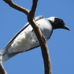 Coracina novaehollandiae (Black-faced Cuckooshrike) at Kambah, ACT - 2 Sep 2021 by HelenCross