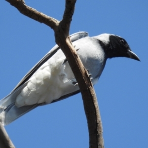 Coracina novaehollandiae at Kambah, ACT - suppressed