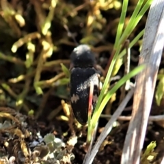 Pseudaeolus sp. (genus) (A click beetle) at Mount Painter - 2 Sep 2021 by CathB