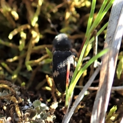 Pseudaeolus sp. (genus) (A click beetle) at Cook, ACT - 2 Sep 2021 by CathB