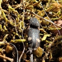 Pseudaeolus sp. (genus) at Cook, ACT - 2 Sep 2021