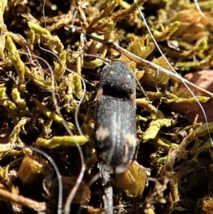 Pseudaeolus sp. (genus) at Cook, ACT - 2 Sep 2021