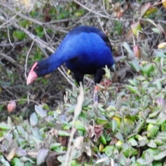 Porphyrio melanotus (Australasian Swamphen) at Kambah, ACT - 2 Sep 2021 by HelenCross