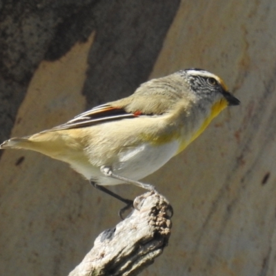 Pardalotus striatus (Striated Pardalote) at Lions Youth Haven - Westwood Farm A.C.T. - 2 Sep 2021 by HelenCross