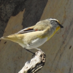 Pardalotus striatus (Striated Pardalote) at Lions Youth Haven - Westwood Farm - 2 Sep 2021 by HelenCross