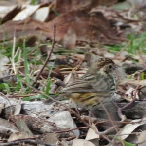 Pyrrholaemus sagittatus at Deakin, ACT - 30 Aug 2021