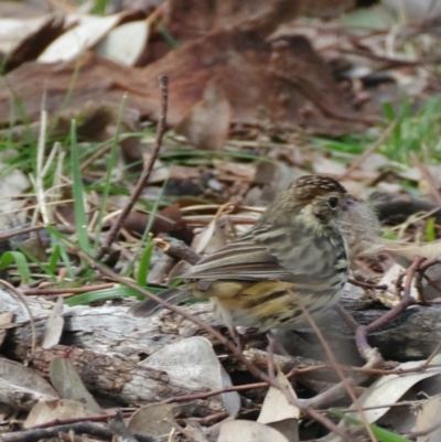 Pyrrholaemus sagittatus (Speckled Warbler) at Red Hill Nature Reserve - 30 Aug 2021 by ebristow
