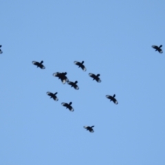 Corcorax melanorhamphos (White-winged Chough) at Kambah, ACT - 3 Sep 2021 by HelenCross